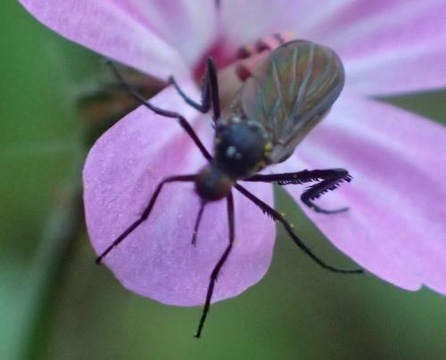 Empis pennipes